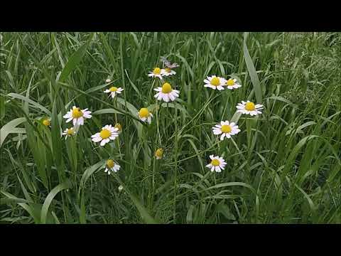 Spring Footage / футаж Весна / გაზაფხულის ყვავილები ბაღში